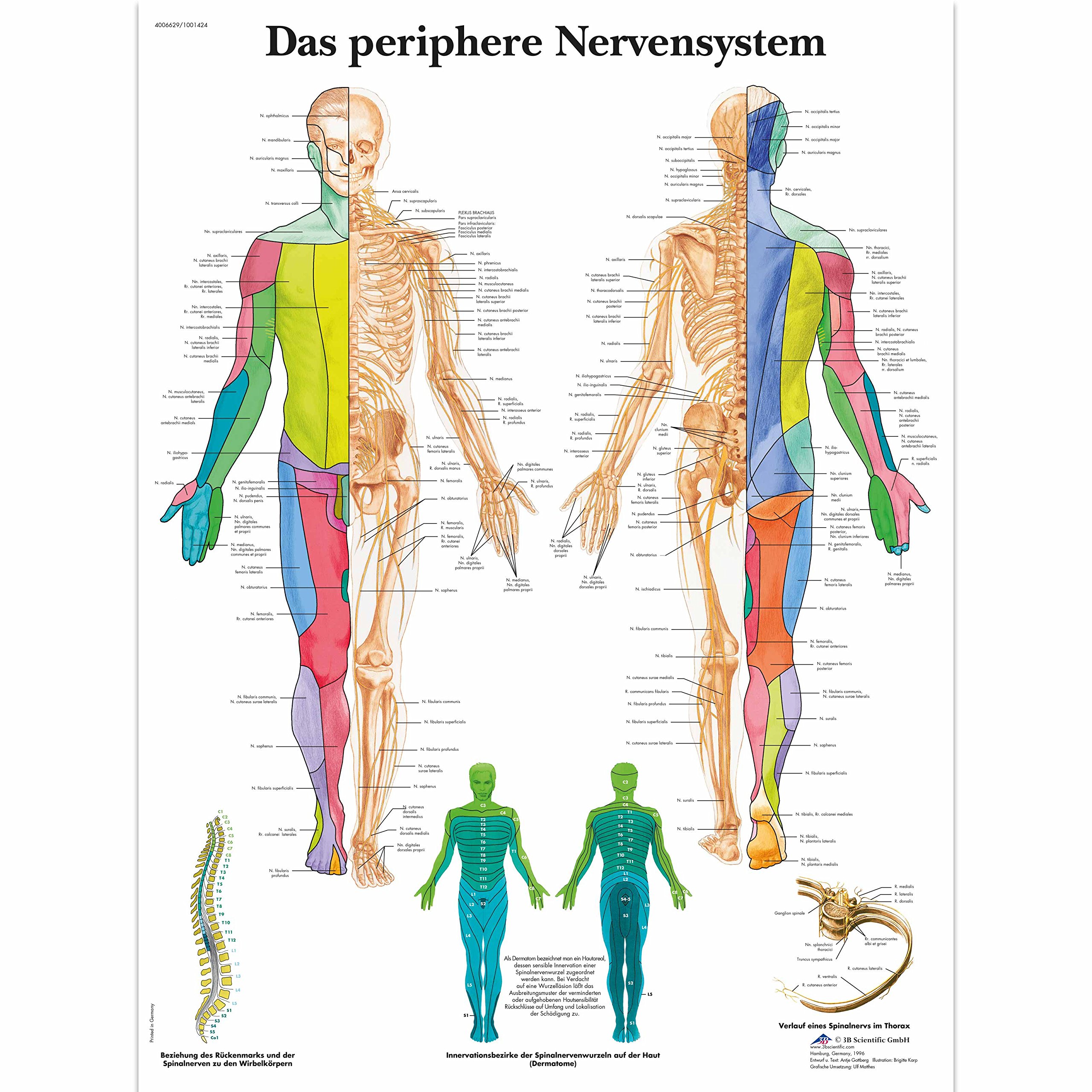 3B Scientific Lehrtafel laminiert - Das periphere Nervensystem Single Laminiert Angebot bei HelloDeals