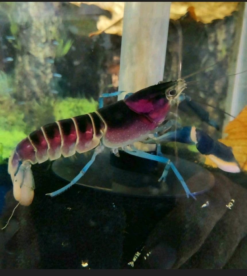Garnelenglück - Cherax Pulcher - 1 Stück (3-6 cm) 3 - 6 cm Angebot bei HelloDeals