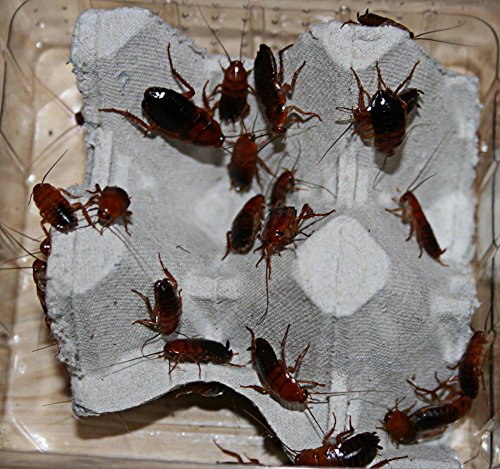 30 mittlere Schokoschaben, Schaben in 1 Dose praktisch verpackt, Futterinsekten Futtertiere Angebot bei HelloDeals