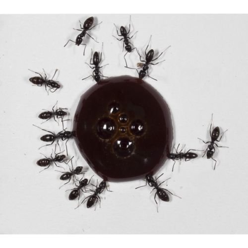 AntHouse 10ml Ameisen-Nektar - Protein Syrup for Queens Ants and Ants Colony Angebot bei HelloDeals