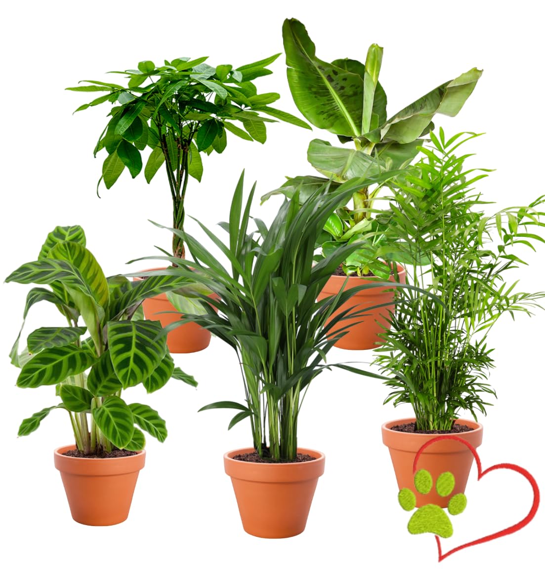 5er-Pflanzen-Set “Tierfreund”, +/- 30-60cm, ø 12-15cm Topf, Bergpalme, Glückskastanie, Bananenpflanze, Korbmarante, Goldfruchtpalme, Ungiftig & Tierfreundlich, Qualität vom Pflanzen Profi 5er-Set Tierfreund Angebot bei HelloDeals