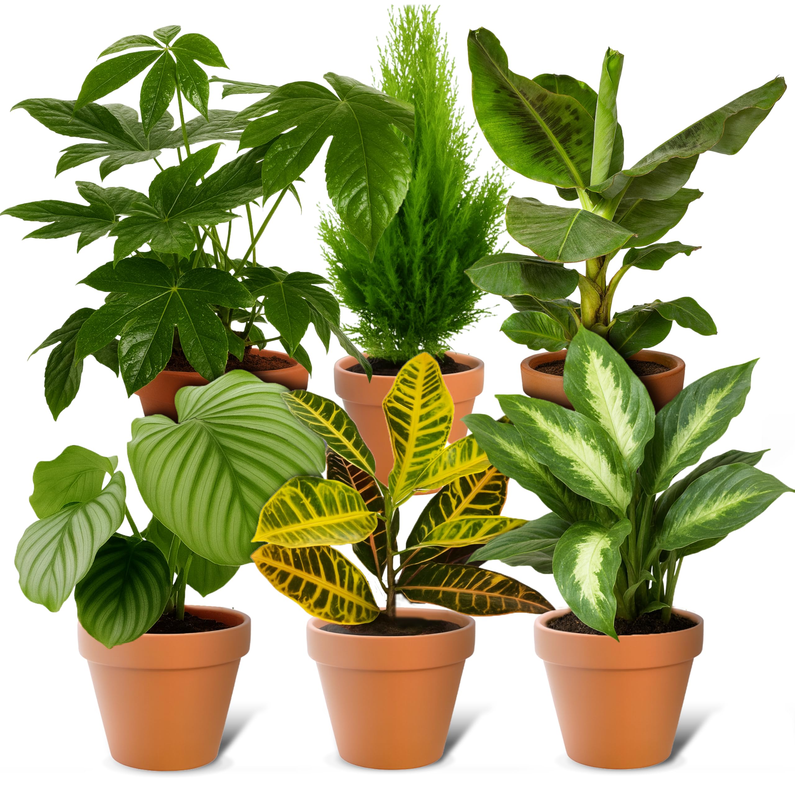 6er-Set-Pflanzenüberraschung | +/- 40-70cm | ø 12-15cm Topf | Pflanzen für Wohnung und Büro, Qualität vom Pflanzen Profi, Schneller Pflanzenversand, Raumbegrünung 6er-Set Pflanzenüberraschung Angebot bei HelloDeals