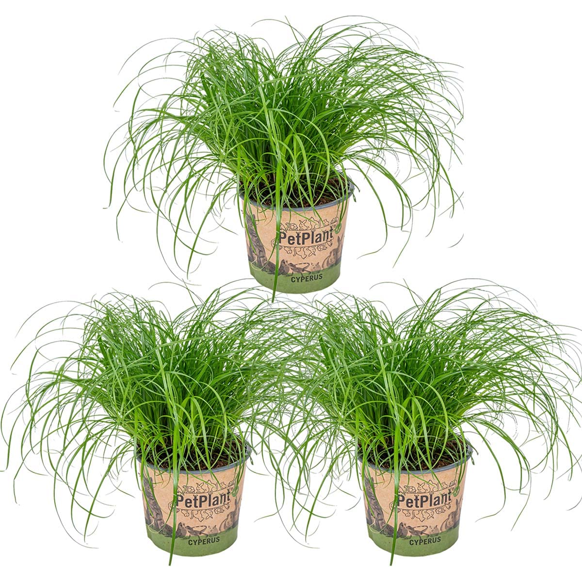 Bloomique - 3er Set - Cyperus Zumula - Katzengras Fertig Gewachsen - Zimmerpflanzen - Pflegeleicht - Haustierfreundlich - Höhe 20-30 cm - Topf 12 cm 3 Cyperus Zumula Angebot bei HelloDeals
