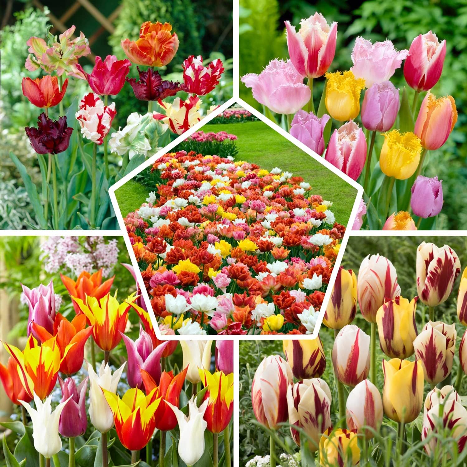 50x Tulpenzwiebeln Mix, Winterhart und Mehrjährig, Mischung aus 15 Sorten, Tulpen 50 Stück fur Garten, Töpfe und Balkon, Winterharte Frühblüher aus Holland (Kein Samen), Holländische Blumenzwiebeln Angebot bei HelloDeals