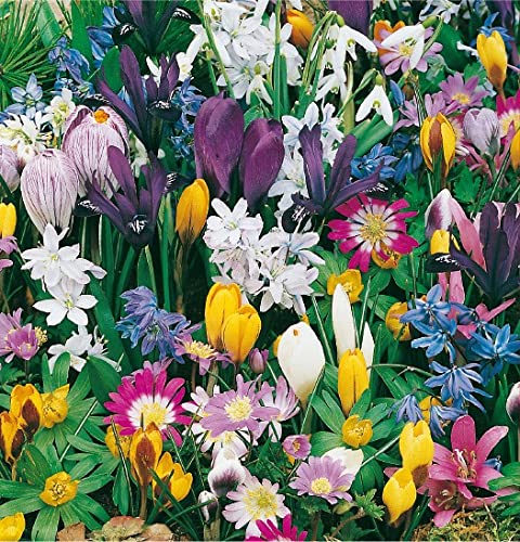 mgc24 Blumenzwiebelmischung zur Verwilderung - 75 Blumenzwiebeln Verwilderungsmischung 75 Stück Angebot bei HelloDeals