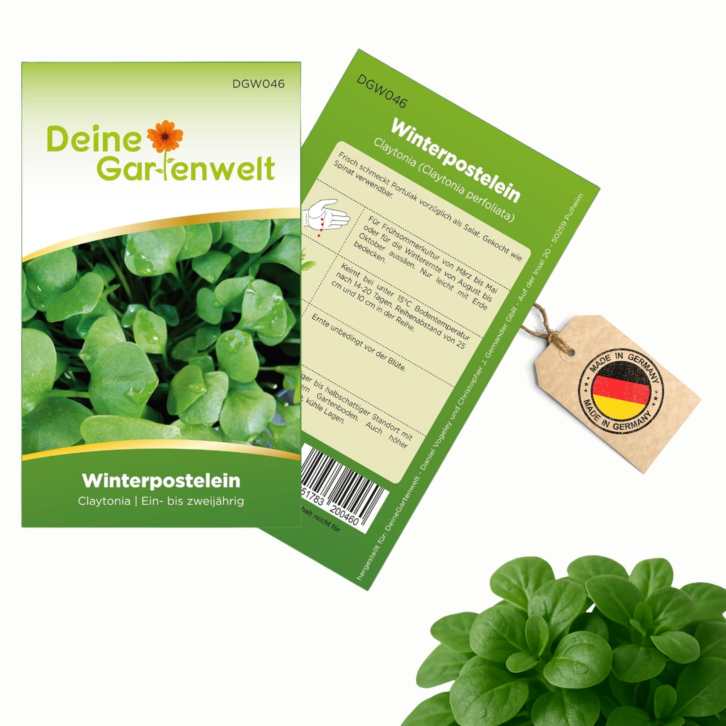 Winterpostelein Winterportulak Samen - Claytonia perfoliata - Portulaksamen - Gemüsesamen - Saatgut für 250 Pflanzen Angebot bei HelloDeals