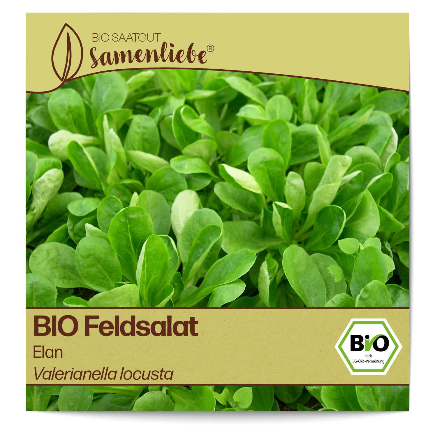 Samenliebe BIO Feldsalat Samen alte Sorte Elan nussiger Winterfeldsalat kompakter Salat grün 1,5g samenfestes Gemüse Saatgut für Gewächshaus Freiland und Balkon BIO Gemüsesamen winterhart Angebot bei HelloDeals