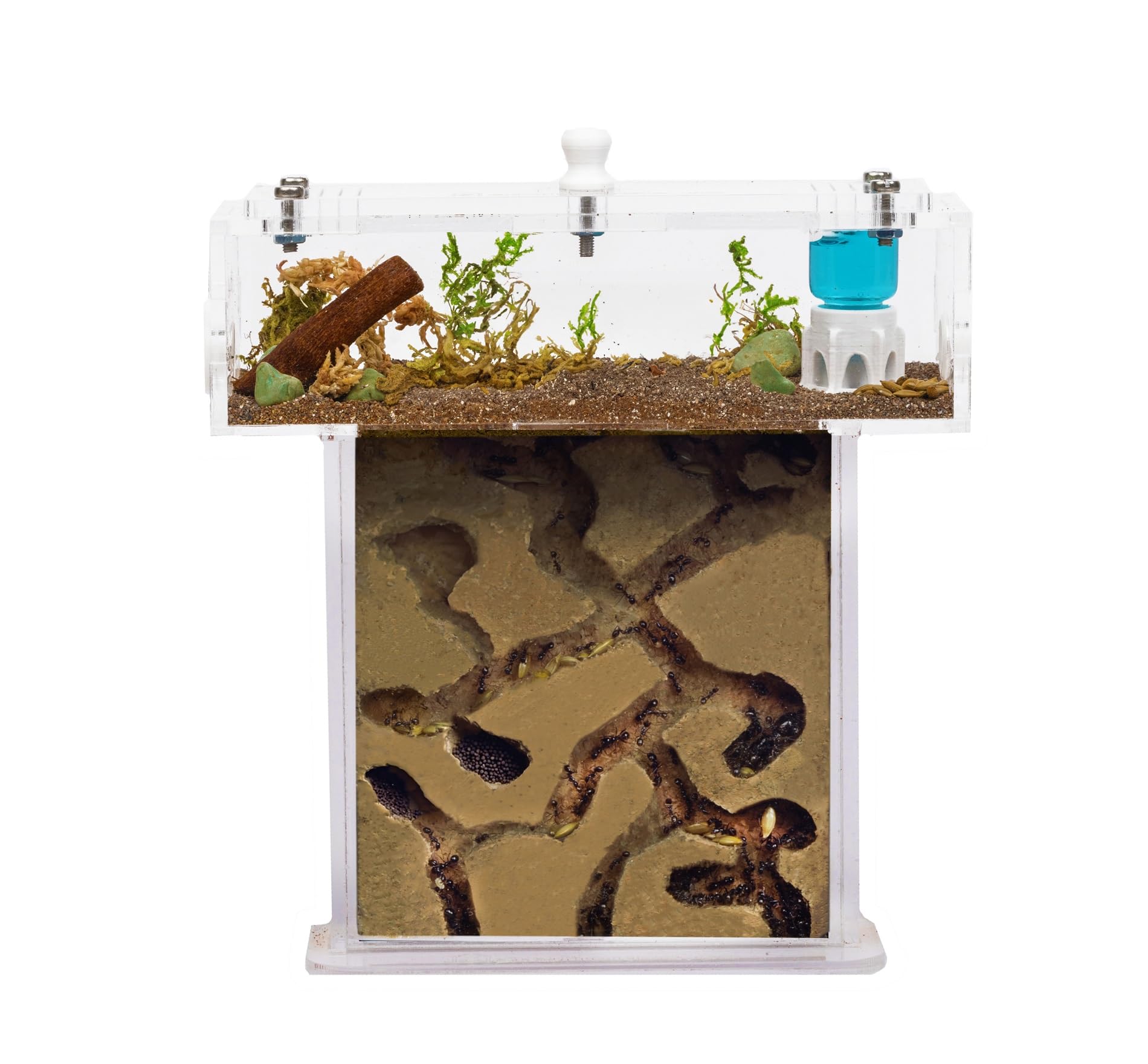 Acryl Ameisenfarm Set mit Schaum in Mini T-Form - 14x5x14 cm Sandwich und Futterkasten - Ameisen Farm mit Lebenden Ameisen - Enthält Königin, Arbeiterinnen, Eier und Larven - Durchsichti Angebot bei HelloDeals