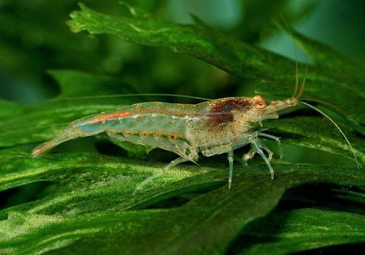 AquaBreedingSkill Garnelen Aquarium – Neocaridina Zwerggarnelen, 15 Stück im Set – Der Algenfresser im Aquarium, ideal für Garnelen Komplettset Angebot bei HelloDeals