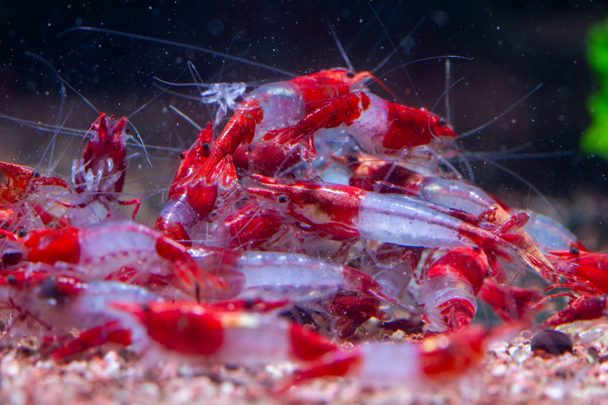 AquabreedingSkill 10 stück red rilli Garnelen - Aquarium Garnelen lebend - zwerggarnelen neocaridina friedliche Bewohner für Aquarien Größe 1,5-2 cm Angebot bei HelloDeals