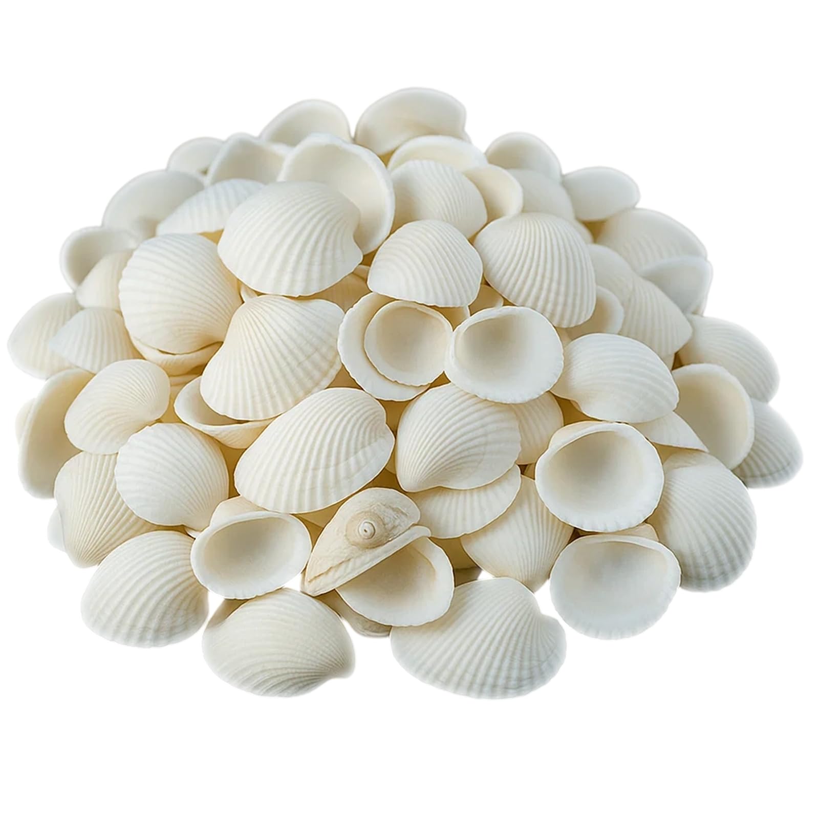 NieYat Muscheln Natürliche Muschel, 2CM-4.5CM Weiße Muschel zum Basteln Angebot bei HelloDeals