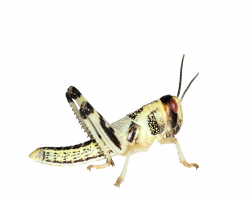 Feeders & More - Heuschrecken - Wüstenheuschrecken MITTEL - 100 Stück - Lebendfutter Insekten Wuestenheuschrecken - Futter für Reptilien, Bartagamen und Amphibien - Futterinsekten & Haustierfutter Angebot bei HelloDeals