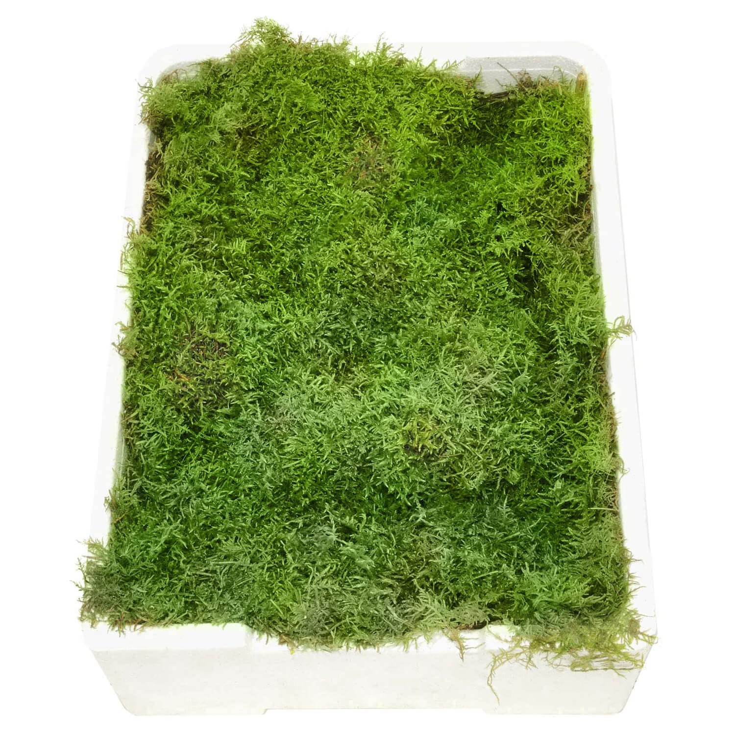 Plattenmoos - Frisches Moos - 1 Box mit 4 Ebenen je ca. 35x25 cm - Zum Basteln von Gestecken - Echtes Plattenmoos - Greenery - Natur Angebot bei HelloDeals