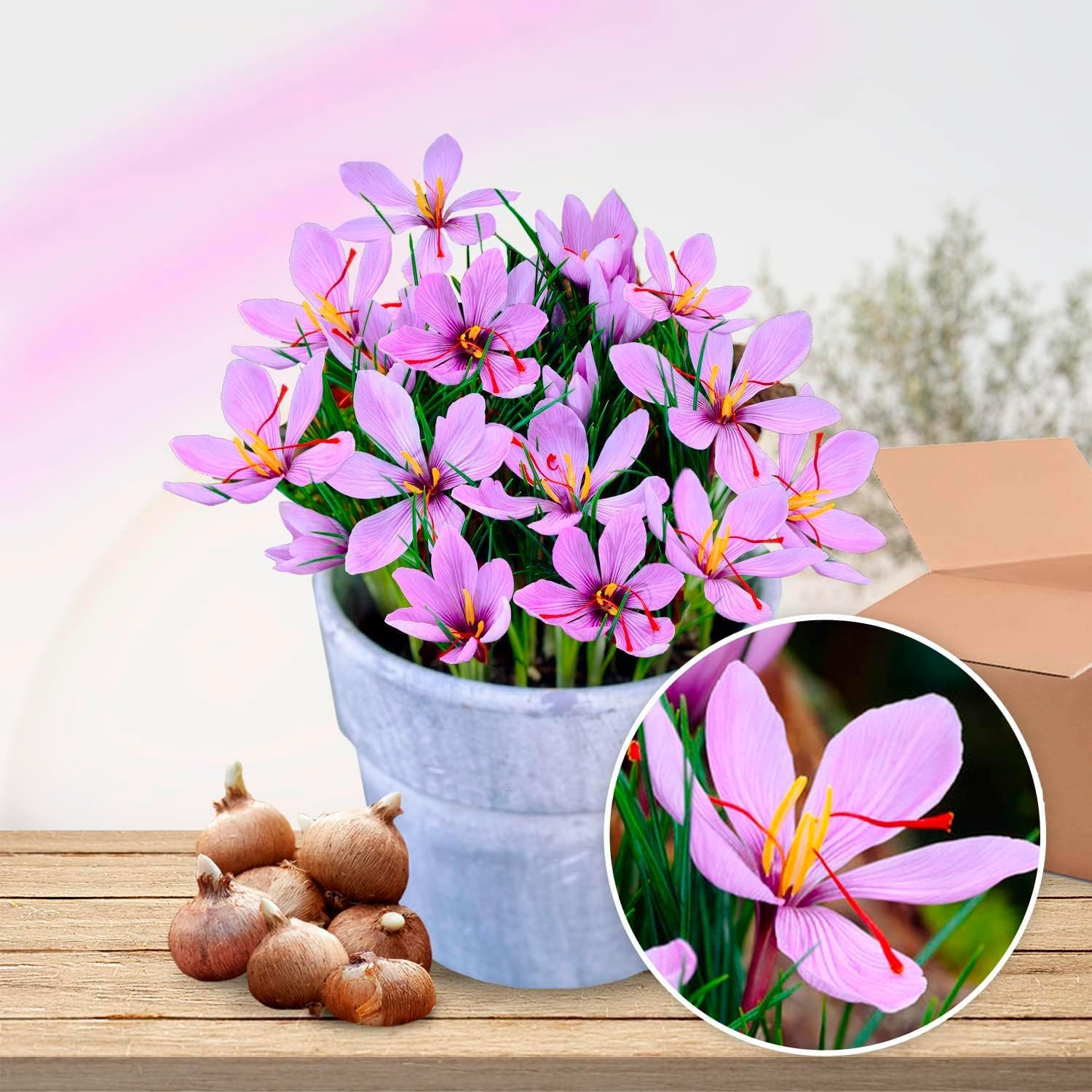 Safran Krokusse Sativus Zwiebeln Winterhart Mehrjährig - 50 exklusive Blumenzwiebeln - Echte Pflanzen aus Holland - für Garten, Balkon und Topf (kein Samen, nicht künstlich) Angebot bei HelloDeals