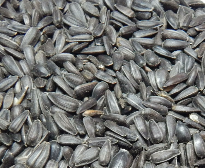 Sonnenblumenkerne schwarz 10 kg, Vogelfutter, Winterfutter, Angebot bei HelloDeals