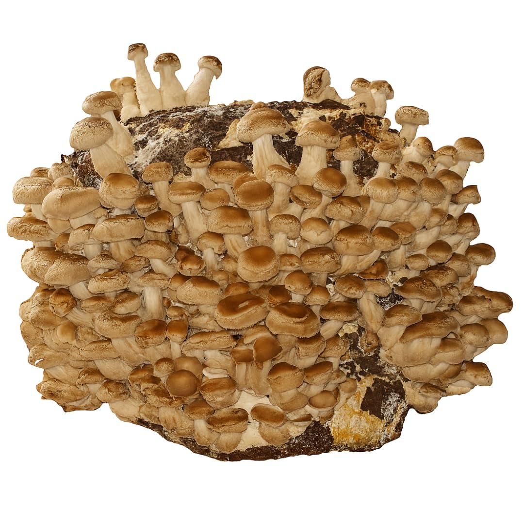 3 KG BIO Shiitake Kultur zum selber züchten XXL – kinderleicht Shiitake Pilze anbauen und ernten – komplettes Pilzzuchtset – fertige Pilzkultur für zuhause Bio Shiitake Pilzkultur Angebot bei HelloDeals