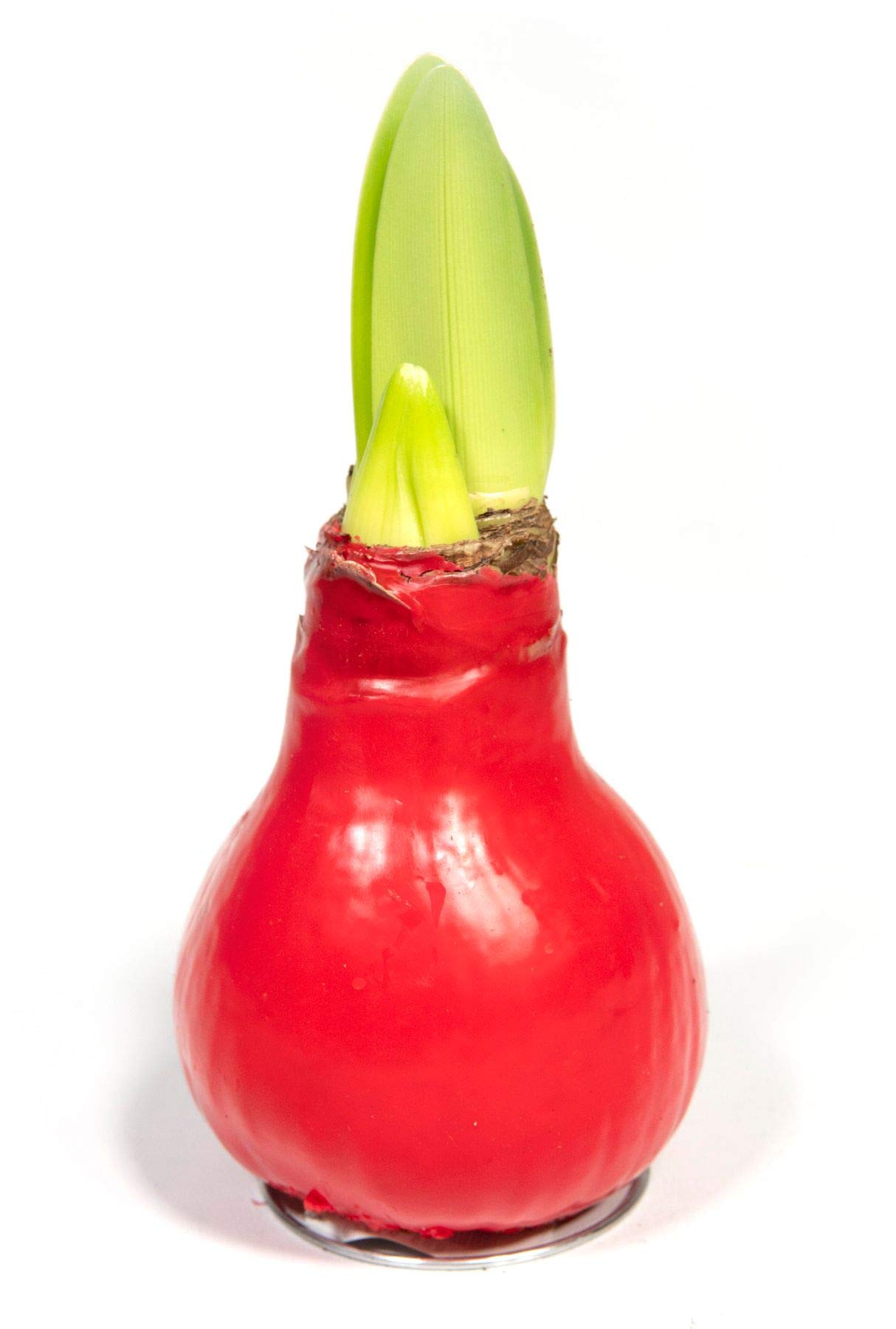 mgc24 Amaryllis Zwiebel in Wachs, Umfang ca. 32cm, rote Blüte, Hippeastrum, Höhe ca. 20cm, Rot Angebot bei HelloDeals