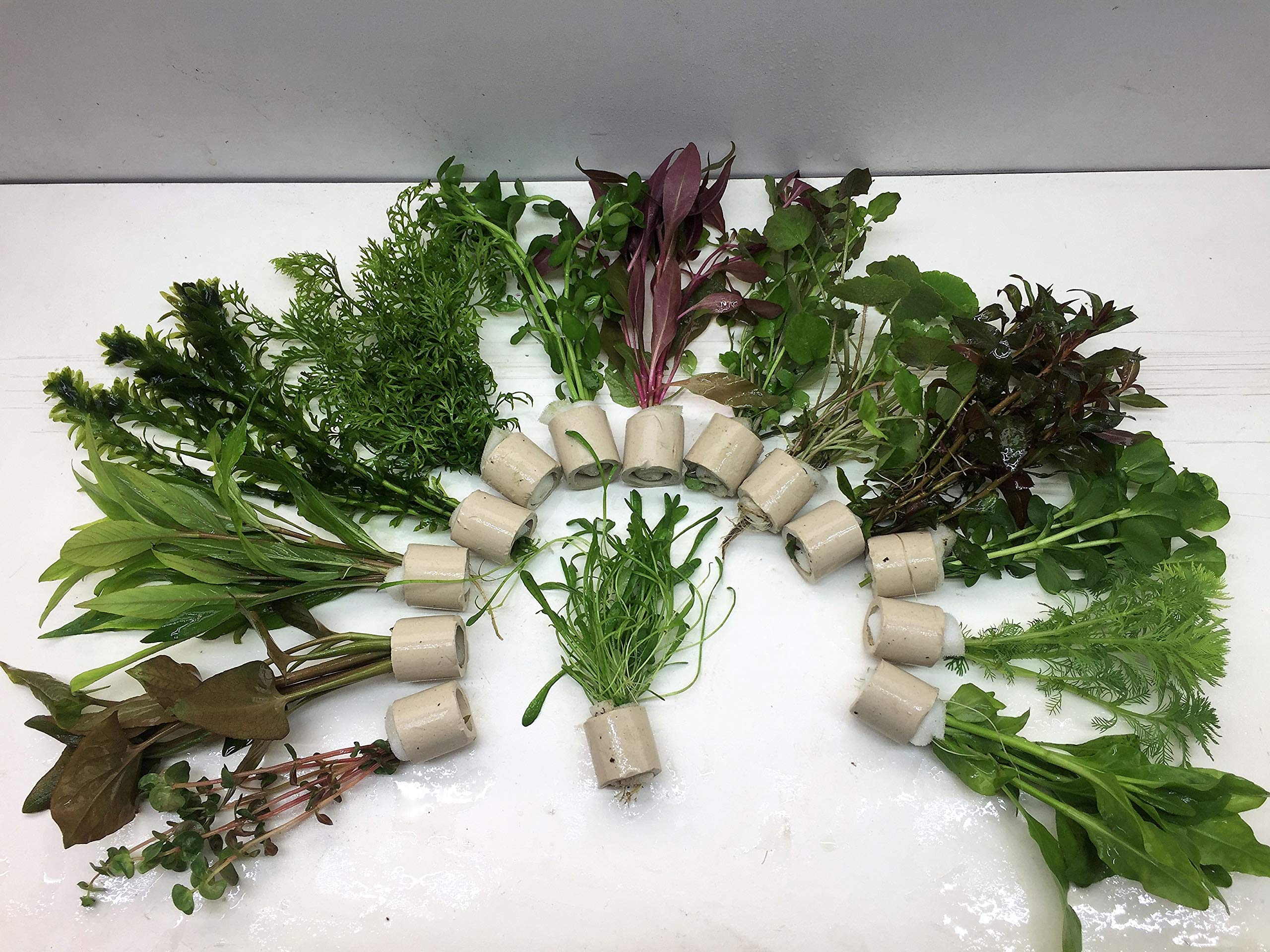 5 Bund 30 Stängel Aquarienpflanzen Wasserpflanzen Angebot bei HelloDeals