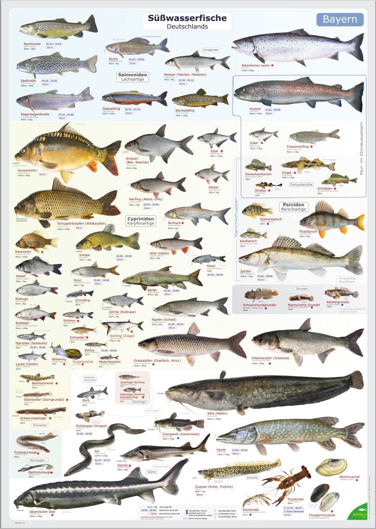 ENTILA Poster: Die Süßwasserfische Deutschlands/Viele wichtige Bestimmungsmerkmale/Perfekt zum Lernen für die Fischerprüfung und für jeden Angler (Schonzeiten Bayern) Angebot bei HelloDeals