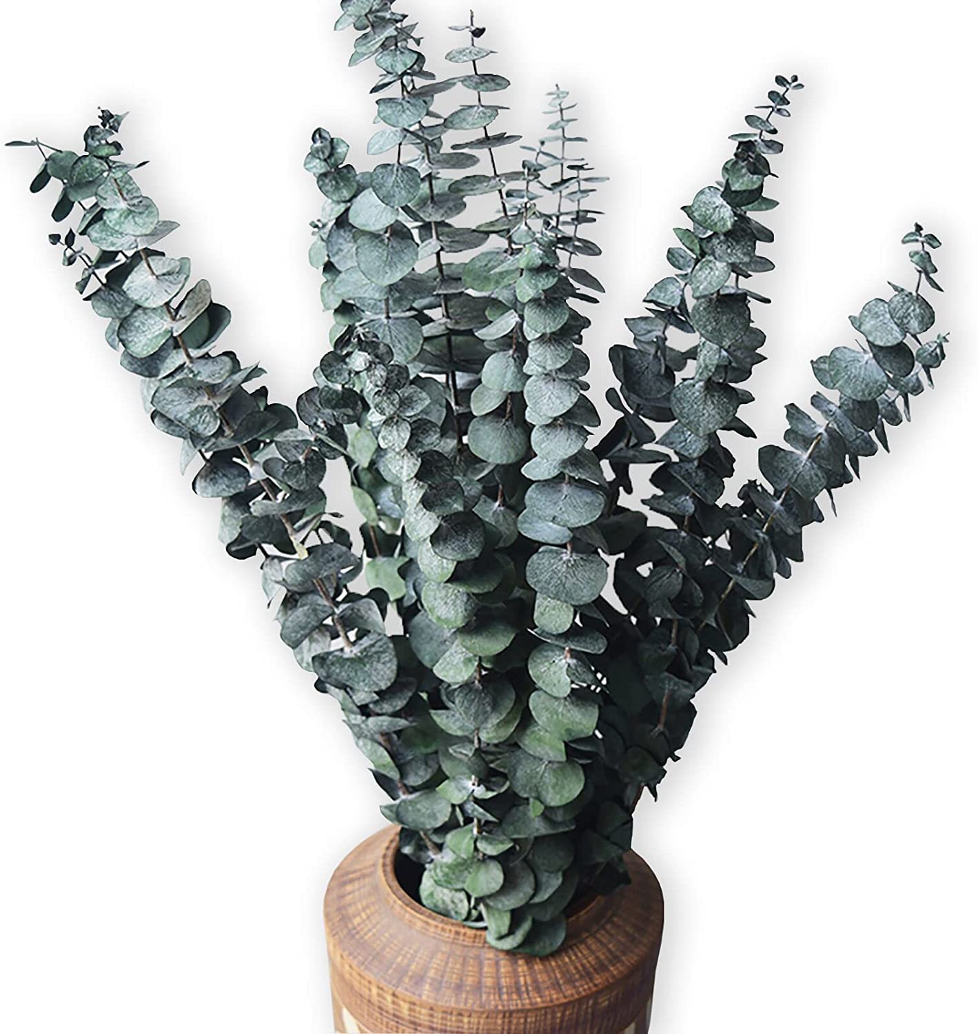 10 Pack Natürliche Getrocknete Eukalyptus 17 Zoll/45cm konserviert frische Eukalyptus-Zweige Greenery Pflanzen für natürliche Aromatherapie zu Ihrer Dusche für Blumenarrangements Hochzeit Home Decor Angebot bei HelloDeals