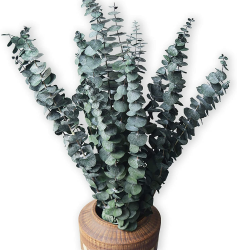 10 Pack Natürliche Getrocknete Eukalyptus 17 Zoll/45cm konserviert frische Eukalyptus-Zweige Greenery Pflanzen für natürliche Aromatherapie zu Ihrer Dusche für Blumenarrangements Hochzeit Home Decor Angebot bei HelloDeals