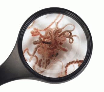 Fischfutter Lebendfutter Freie Auswahl 90 ml Beutel viele Sorten schneller gekühlter Versand (Tubifex 90 ml) Angebot bei HelloDeals