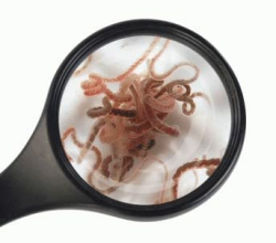 Fischfutter Lebendfutter Freie Auswahl 90 ml Beutel viele Sorten schneller gekühlter Versand (Tubifex 90 ml) Angebot bei HelloDeals