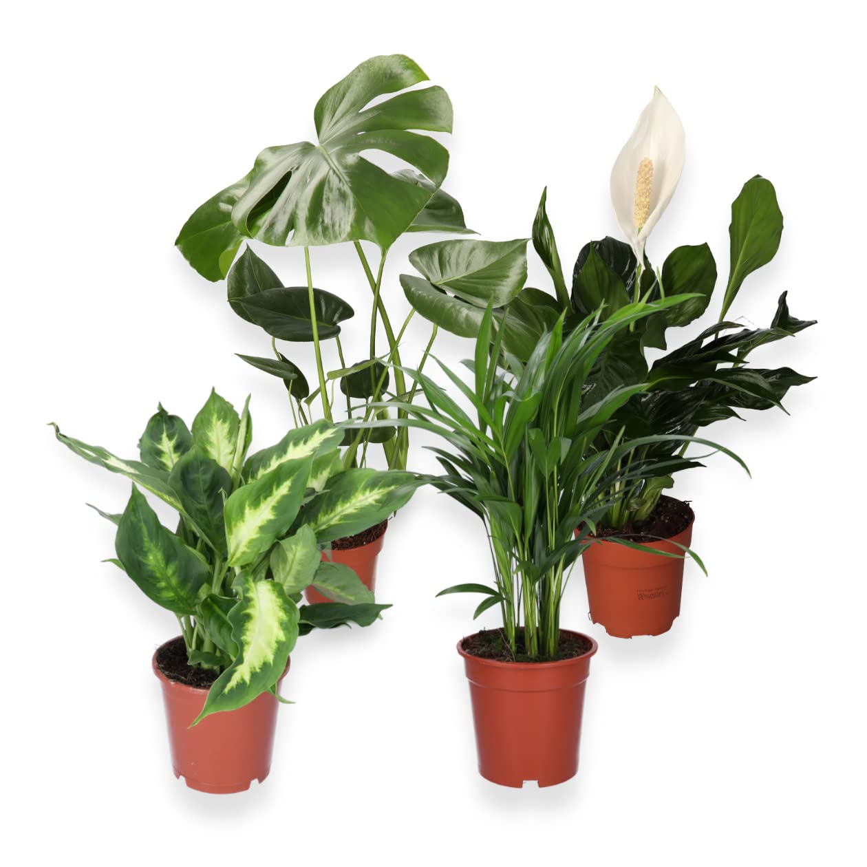4er-Pflanzenset, Luftreiniger Monstera & Dieffenbachia & Spathiphyllum & Areca, 40-45cm, ø 12-15cm Topf, Pflanzen für Wohnung und Büro, Qualität vom Pflanzen Profi, Schneller Pflanzenversand 4er-Set Luftreiniger Monstera, Dieffenbachia, Spathiphyllum, Are Angebot bei HelloDeals