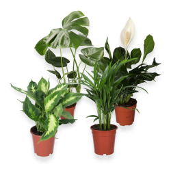 4er-Pflanzenset, Luftreiniger Monstera & Dieffenbachia & Spathiphyllum & Areca, 40-45cm, ø 12-15cm Topf, Pflanzen für Wohnung und Büro, Qualität vom Pflanzen Profi, Schneller Pflanzenversand 4er-Set Luftreiniger Monstera, Dieffenbachia, Spathiphyllum, Are Angebot bei HelloDeals
