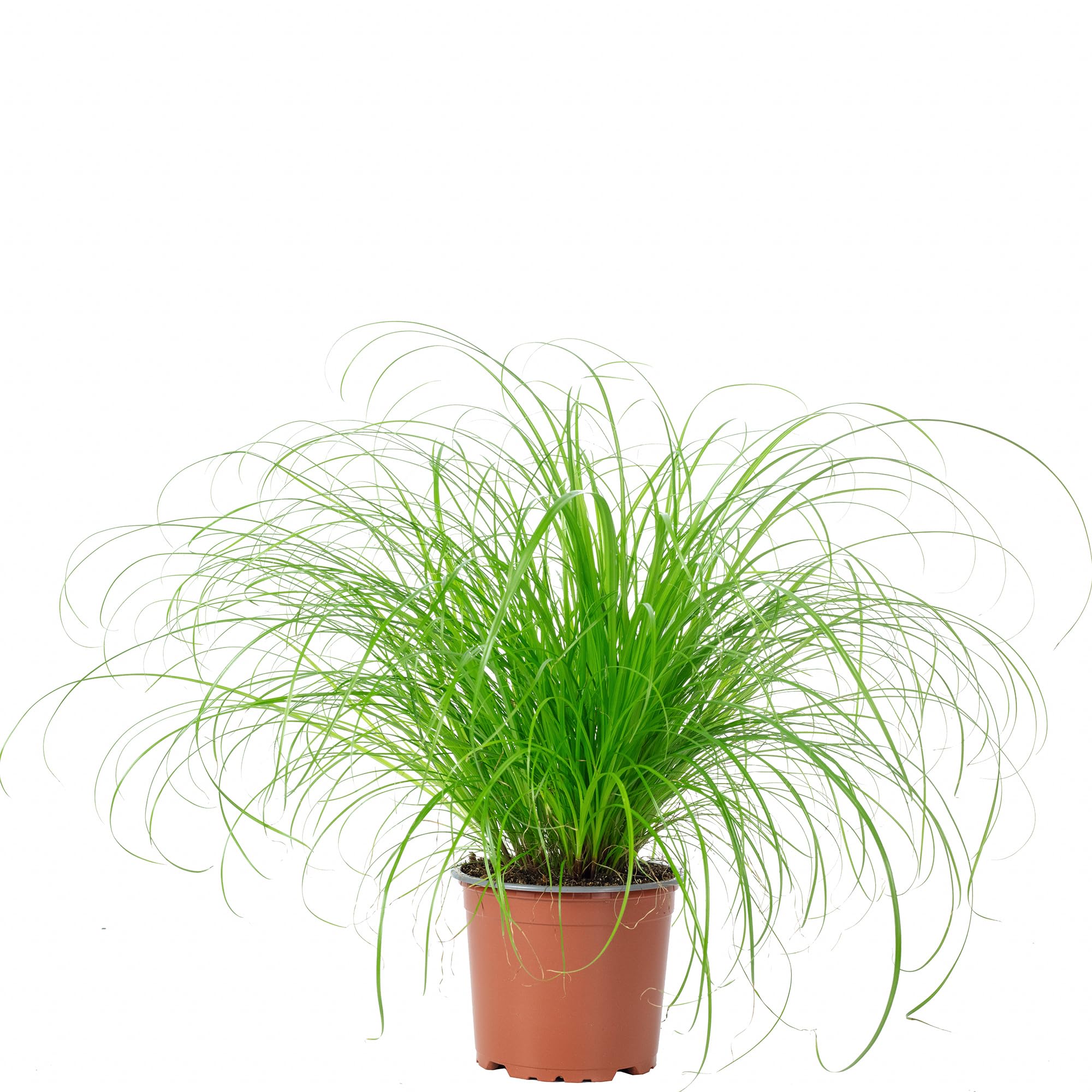 Echtes Katzengras - pflegeleichte Zimmerpflanze, Cyperus alternifolius "Zumula" - Höhe ca. 30 cm, Topf-Ø 12 cm Angebot bei HelloDeals