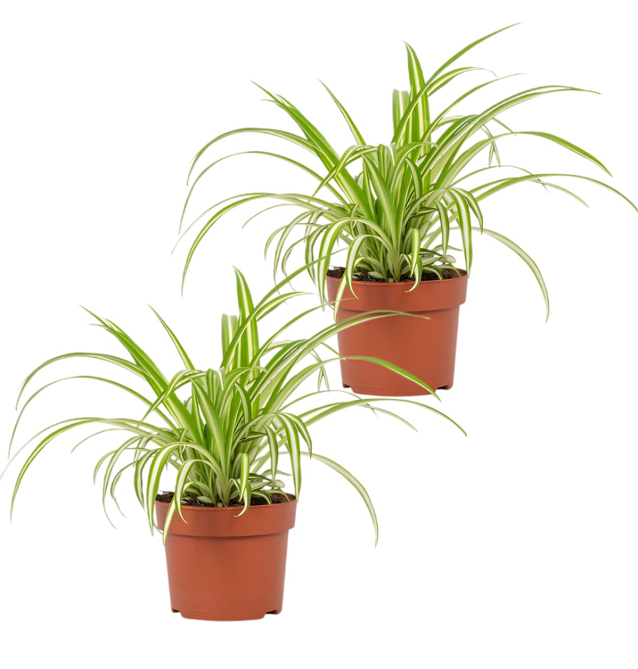 Pflanze Plus | 2er-Set Grünlilie | Chlorophytum | Ø 40-50 cm | ø 12-15cm Topf | Pflegeleichte Zimmerpflanzen für Wohnung und Büro | Qualität vom Pflanzen Profi | Ideale Raumbegrünung Angebot bei HelloDeals