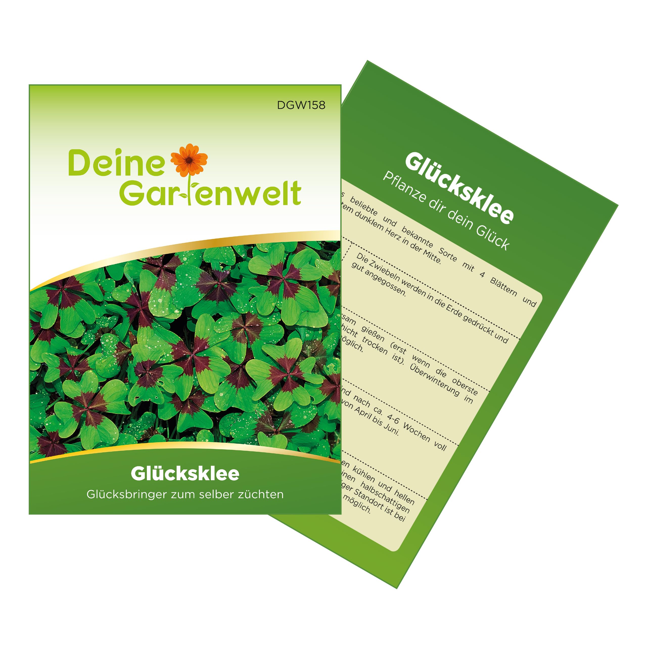 Glücksklee Samen - Vierblättriger Klee Samen - Oxalis deppei - Glücksklee Zwiebeln - Glücksbringer zum selber Pflanzen - Geschenkidee - 3 Zwiebeln Angebot bei HelloDeals