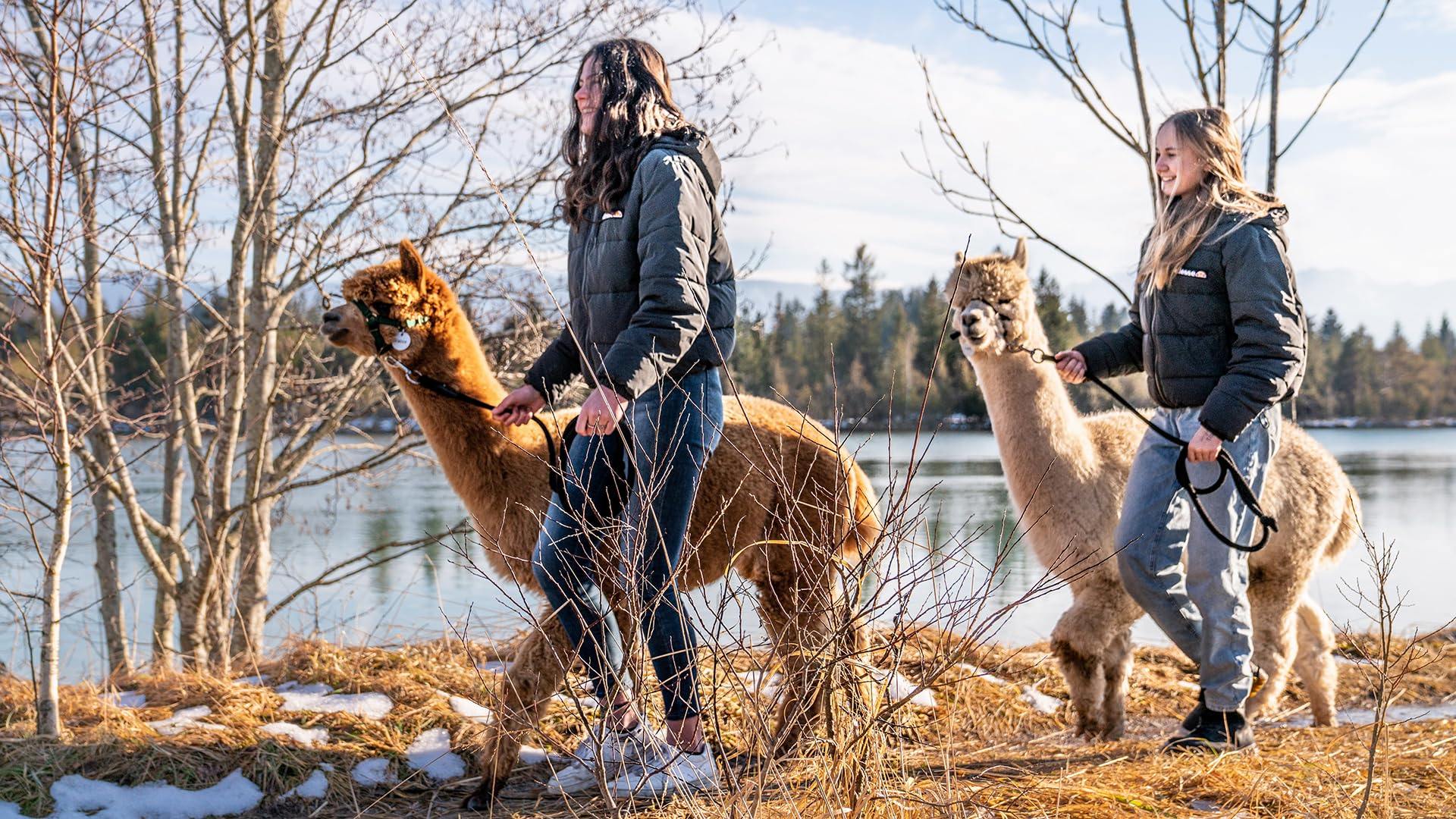 JOCHEN SCHWEIZER Geschenkgutschein: Alpaka Wanderung Angebot bei HelloDeals