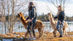 JOCHEN SCHWEIZER Geschenkgutschein: Alpaka Wanderung Angebot bei HelloDeals