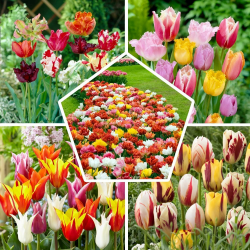 50x Tulpenzwiebeln Mix, Winterhart und Mehrjährig, Mischung aus 15 Sorten, Tulpen 50 Stück fur Garten, Töpfe und Balkon, Winterharte Frühblüher aus Holland (Kein Samen), Holländische Blumenzwiebeln 50 Mehrfarbig - Tulipa Angebot bei HelloDeals