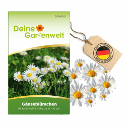 Gänseblümchen Einfach weiß Samen - Bellis perennis - Gänseblümchensamen - Blumensamen - Saatgut für 300 Pflanzen Angebot bei HelloDeals
